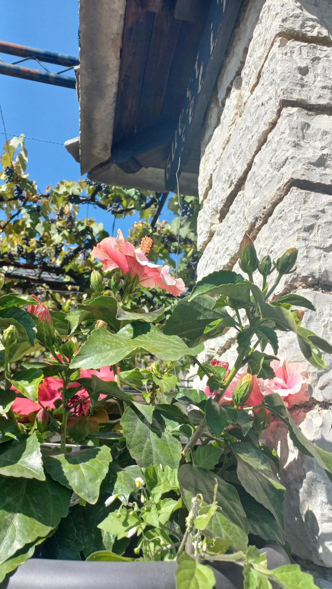 Guesthouse Selini ビッツァ エクステリア 写真