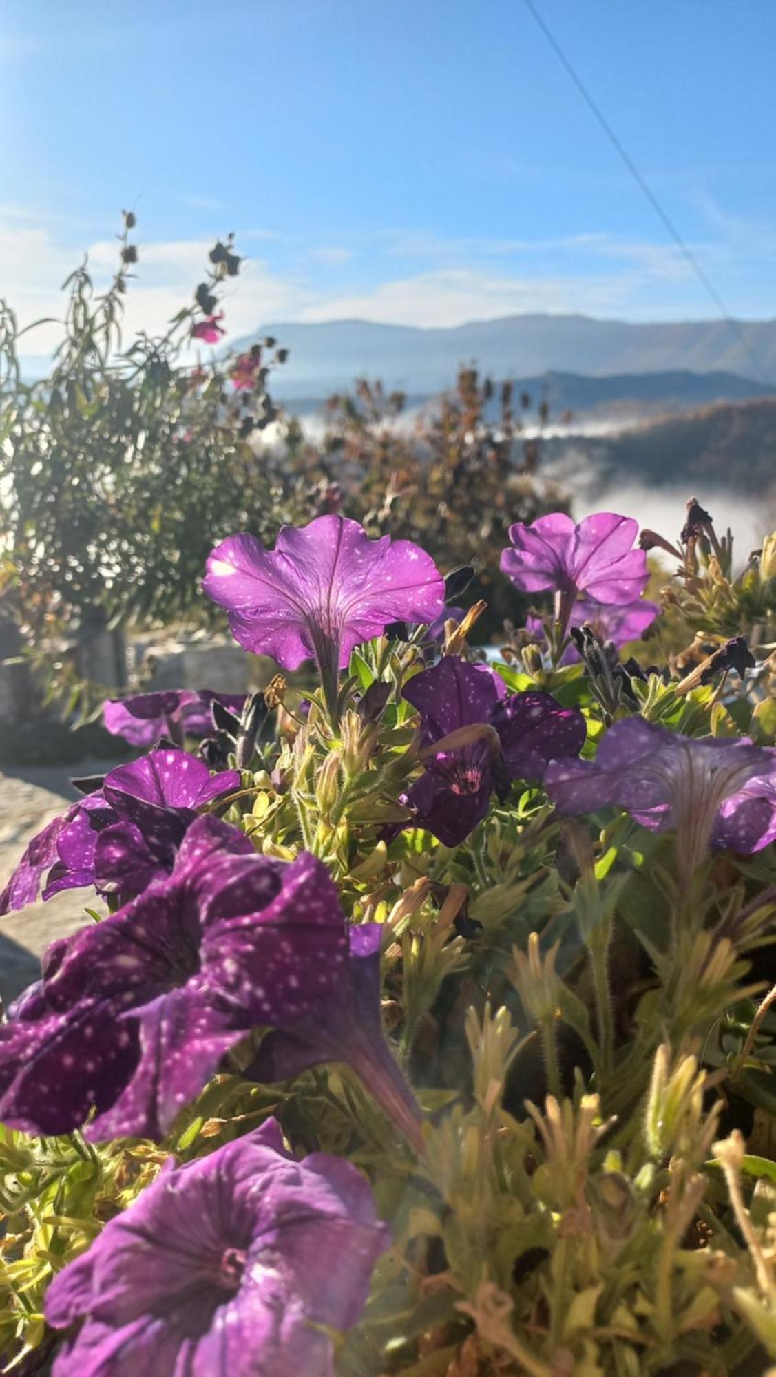 Guesthouse Selini ビッツァ エクステリア 写真