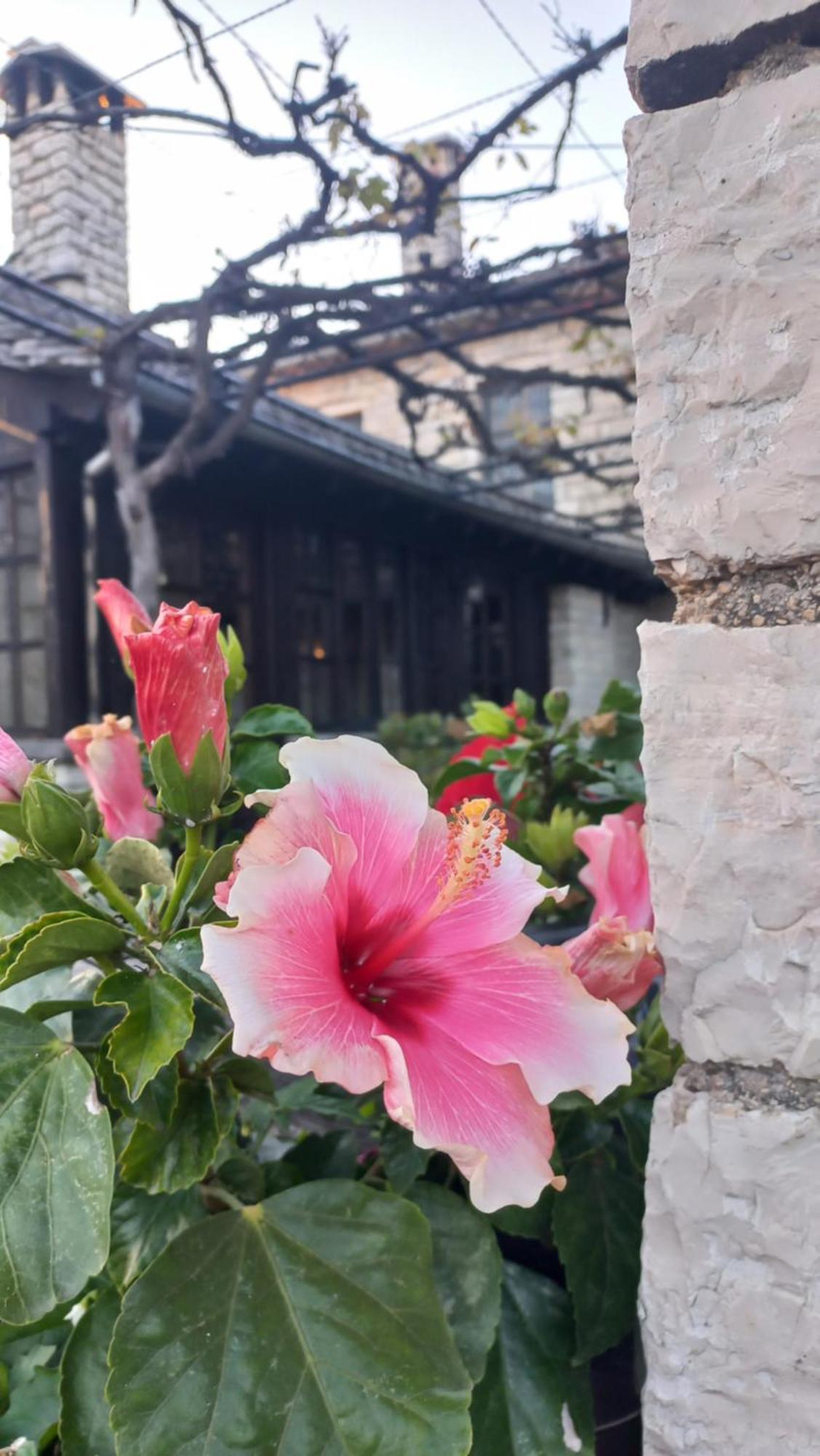 Guesthouse Selini ビッツァ エクステリア 写真